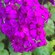 Flowers on a bush at Taranaki Gardens & Vines